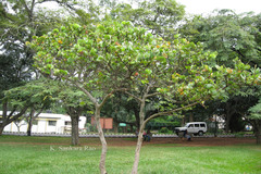Coccoloba uvifera